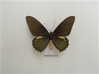 藏品(外國蝴蝶)的圖片